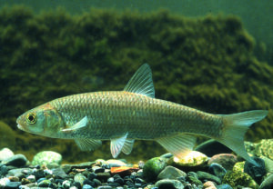 Döbel, Alet (Leuciscus cephalus) - Fisch des Jahres 2021 der Schweiz